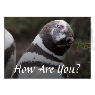 Magellanic Penguin Portrait