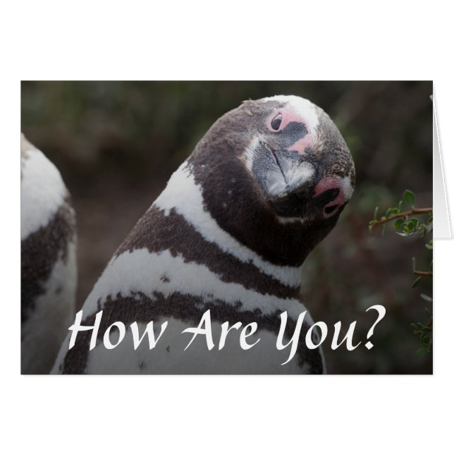 Magellanic Penguin Portrait (Voorkant Horizontaal)