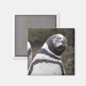 Magellanic Penguin Portrait Magneet (Voorkant / Achterkant)