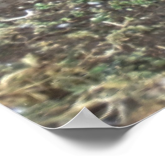 Magellanic Penguin Poster (Hoek)