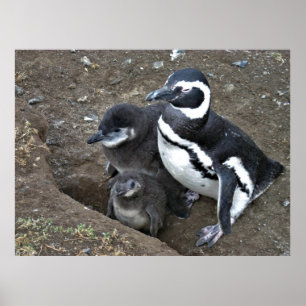 Magellanic Penguin Poster