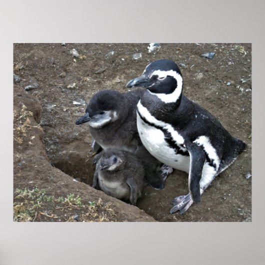 Magellanic Penguin Poster (Voorkant)