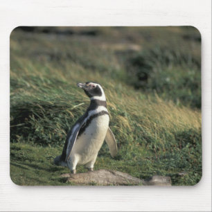 Magellanic Penguin (Sfeniscus magellanicus) Muismat