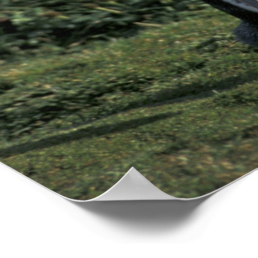 Magellanic Penguin (Sfeniscus magellanicus) Poster (Hoek)