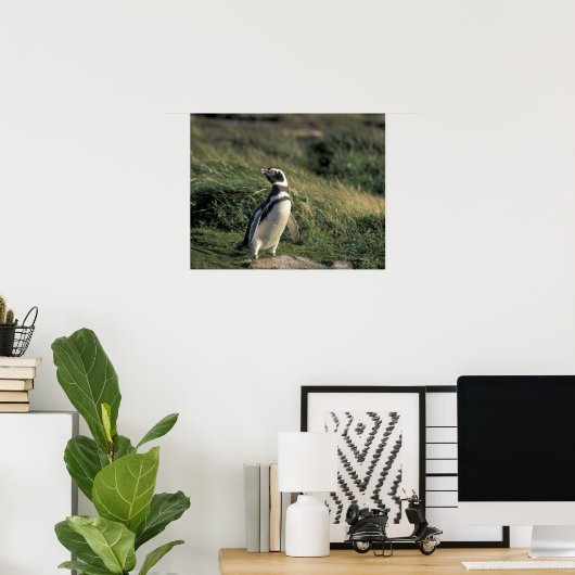 Magellanic Penguin (Sfeniscus magellanicus) Poster (Thuiskantoor)