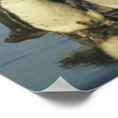 Magellanische pinguïns, Sfeniscus Poster (Hoek)