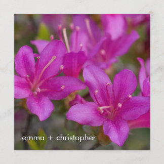 Magenta Azalea DSC1724 Save The Date