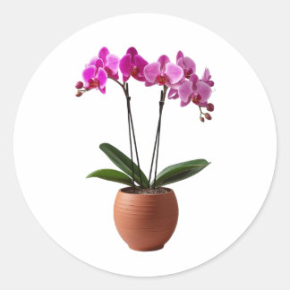 Magenta Blooming Orchid Flowers in a Pot  Ronde Sticker