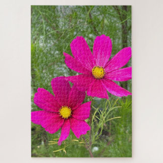 Magenta Cosmos, Quebec City Legpuzzel