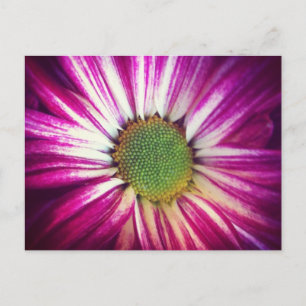 Magenta Daisy Briefkaart