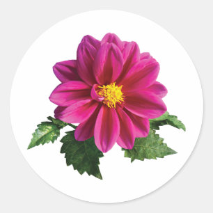 Magenta Gerbera Daisy Ronde Sticker