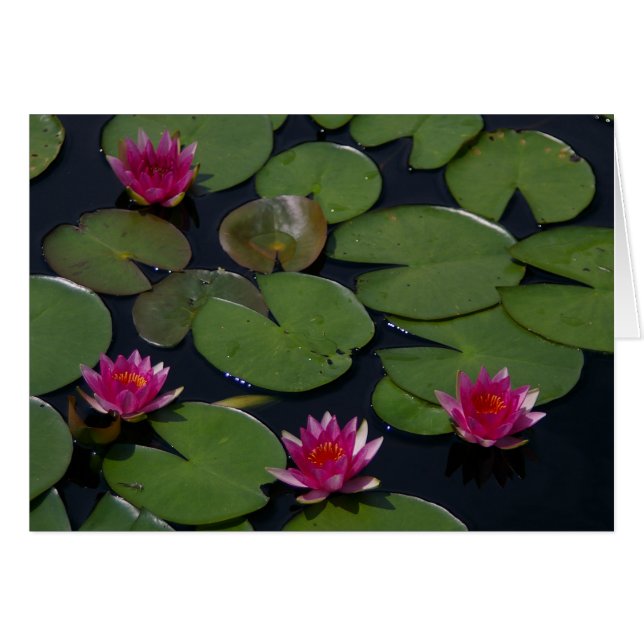 Magenta Lotus Waterlily (Devant horizontal)