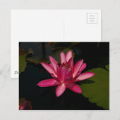 Magenta Lotus Waterlily Briefkaart (Voorkant / Achterkant)
