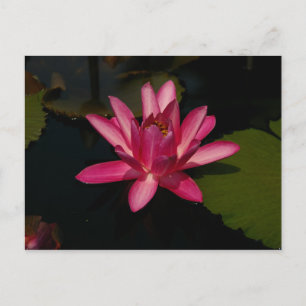 Magenta Lotus Waterlily Briefkaart