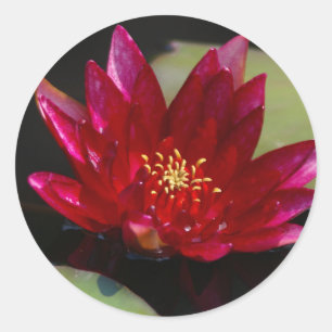 Magenta Lotus Waterlily Ronde Sticker