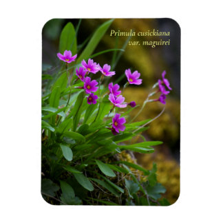 Magenta Maguire Primrose Wildflower © Sandy Long Magneet
