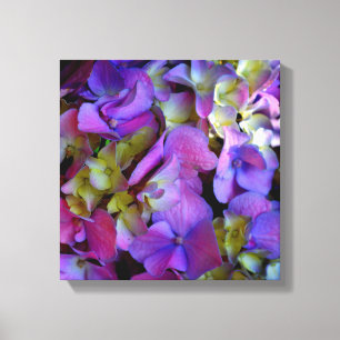 Magenta Paars blauw Hydrangeenbloemen Canvas Afdruk
