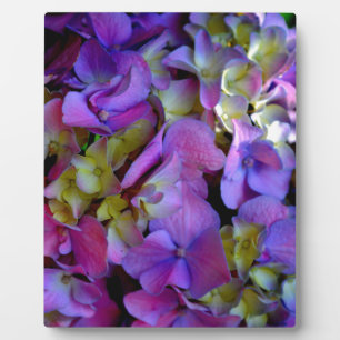 Magenta Paars blauw Hydrangeenbloemen Fotoplaat