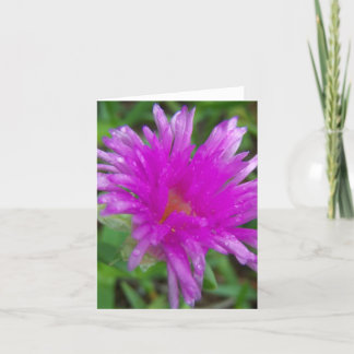 Magenta Pigface Kaart