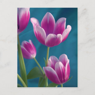 magenta tulips briefkaart