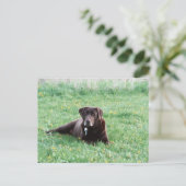 Maggie the Chocolate Lab Briefkaart (Staand voorkant)