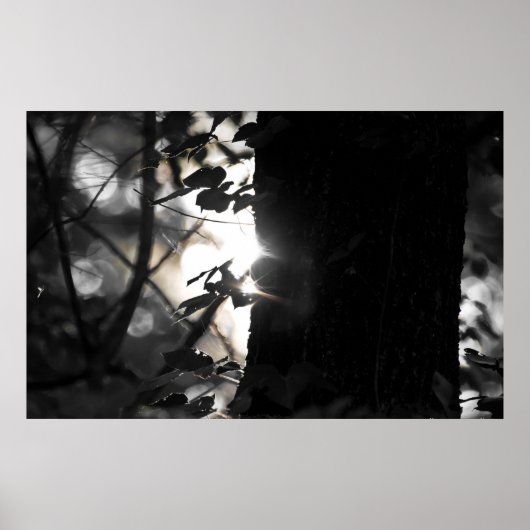 Magic Hour Sunrise tussen de bomen Poster (Voorkant)