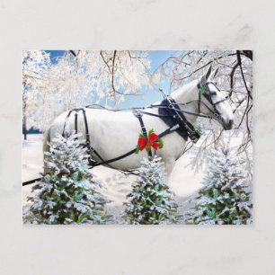 "Magic in Harness" Briefkaart