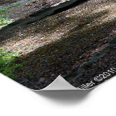 Magic Morning Light op Forest Trail Poster (Hoek)