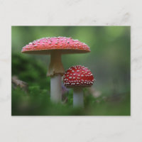 Magical Mushrooms Postcard
