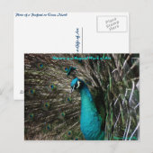 Magique Peaccock Nature est une carte postale Art (Devant / Derrière)