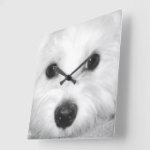 Magische blik Maltees in de glint van de ogen & no Vierkante Klok (Hoek)