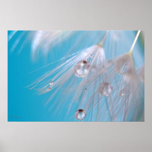 Magische Dandelions Poster (Voorkant)