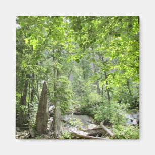 Magische Green Forest Scene. Magneet