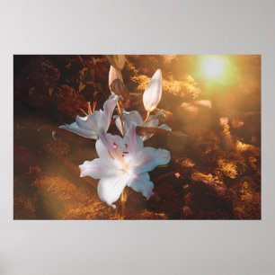 Magische lelies - poster