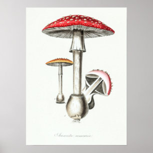Magische paddenstoelen Illustratie Poster