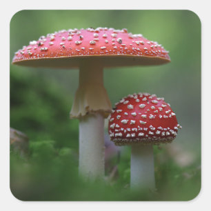 Magische paddenstoelen vierkante sticker