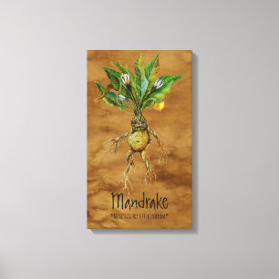 Magische Planten Mandrake 12,84' x 21,93' Canvas Afdruk