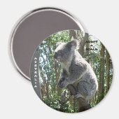 Magneet Adopteer een Koala Australia ZIZZAGO (Voorkant / Achterkant)