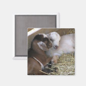 Magneet ~ Baby Geit :: Liefde (Voorkant / Achterkant)