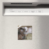 Magneet ~ Baby Geit :: Liefde (Insitu (Vaatwasser))