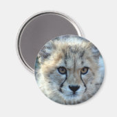 Magneet-cheetah-cub10x10 Magneet (Voorkant / Achterkant)