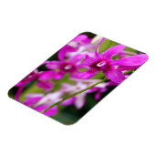 Magneet - Cooktown Orchid (Linkerzijde)