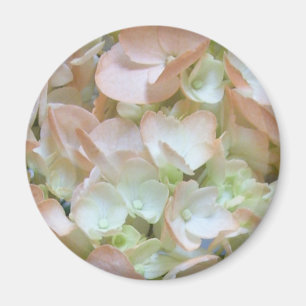 Magneet - de Hydrangea hortensia van de Perzik