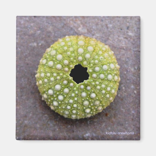 Magneet - Egel (Voorkant)