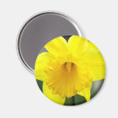 Magneet - Gele Daffodil (Voorkant / Achterkant)