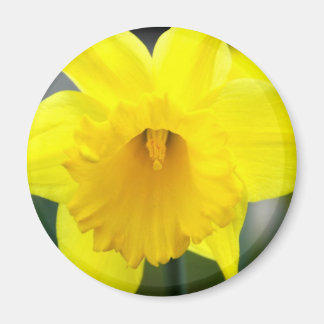 Magneet - Gele Daffodil