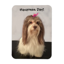 Magneet, HAVANESE DAY! door Nancy Lee Garrett