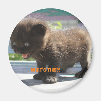 Magneet Kat's horror