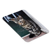 Magneet: Kitten Magneet (Rechterzijde)