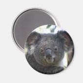 Magneet Koala Australië Foto ZIZZAGO (Voorkant / Achterkant)
